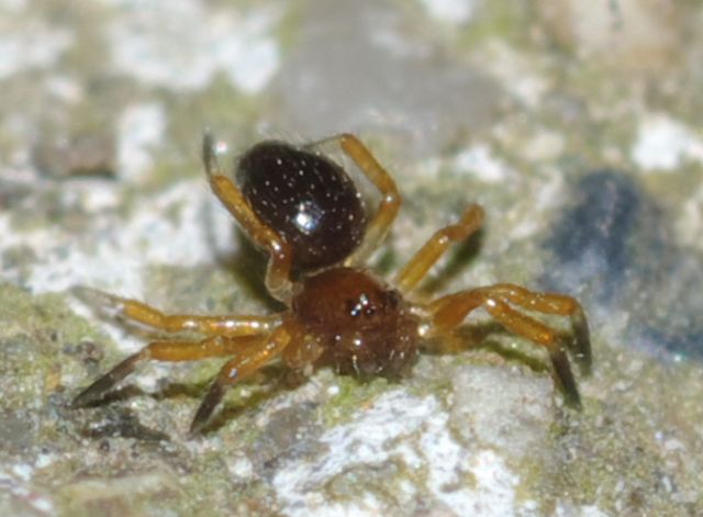 Euryopis episinoides - Rende (CS)
